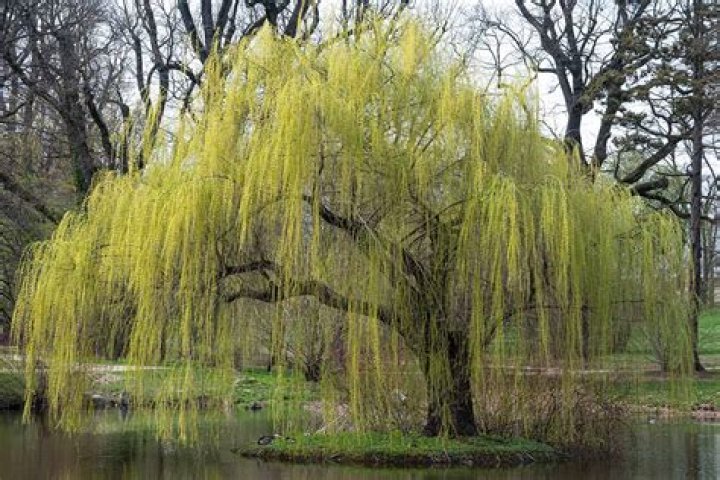 How long will a weeping willow tree live?
