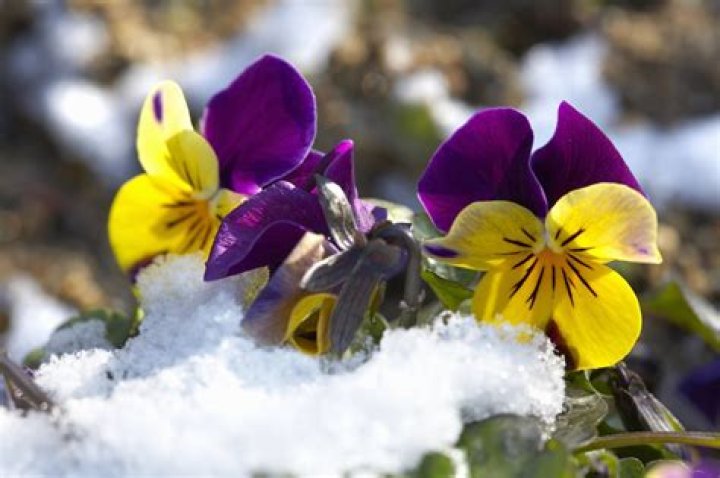 How long will winter pansies last?