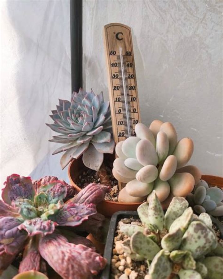 How low temperature can succulents survive?