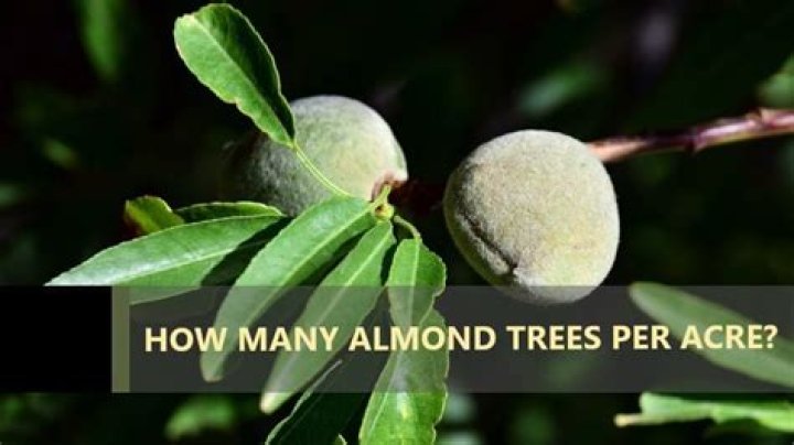 How many almond trees are planted per acre?
