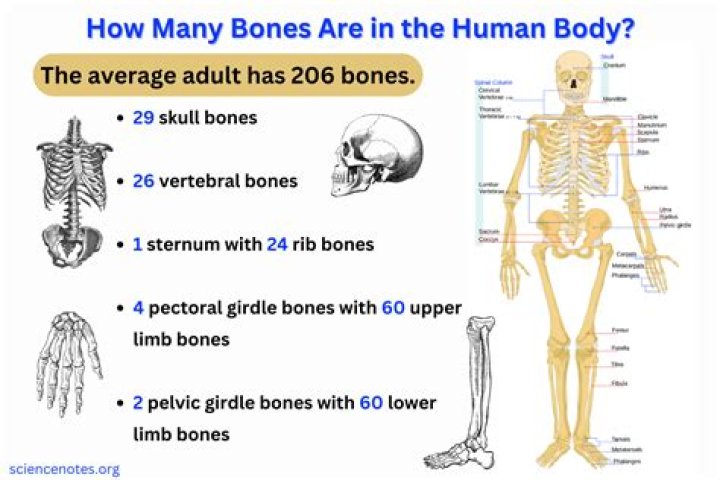How Many Bones Did Kevin Hines Break?