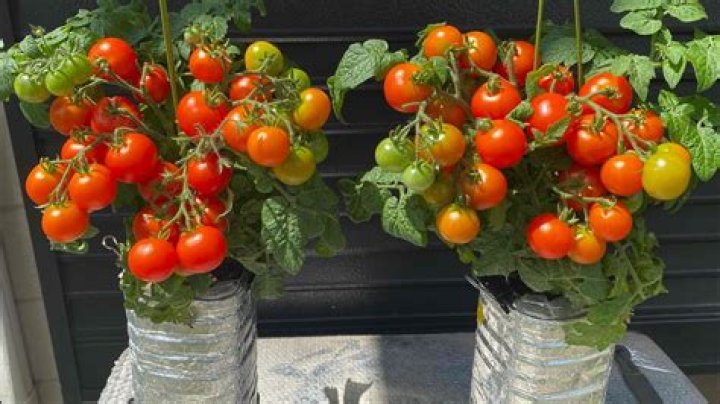 How many cherry tomatoes are in a punnet?
