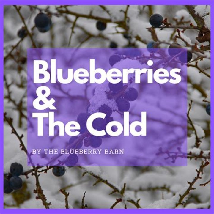 How many chill hours do blueberries need?