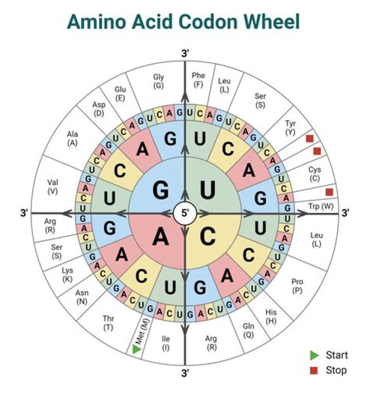 How many codons are needed to make 6 amino acids?