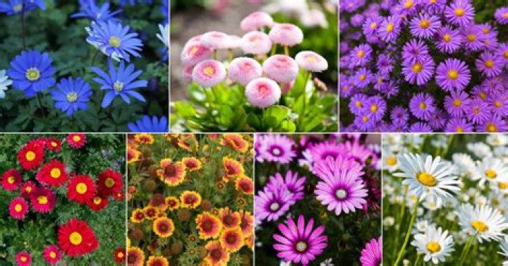 How many daisies were in Gilmore Girls?