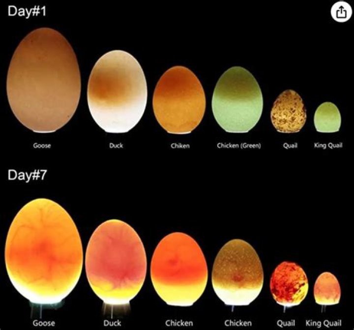 How many days does it take for a turkey egg to hatch?