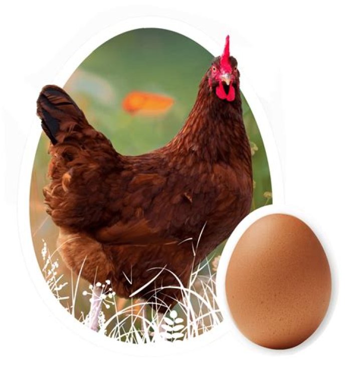 How many eggs does a Rhode Island Red?