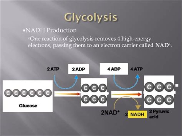 How many NADH are produced in glycolysis?