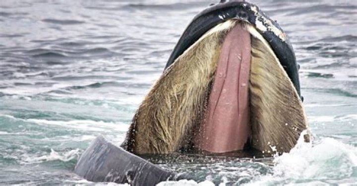 How many teeth do toothed whales have?