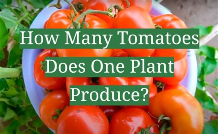 How many tomatoes are used during La Tomatina?