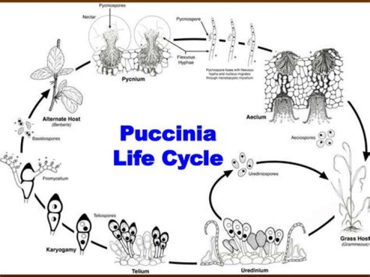How many types of spores are produced in life cycle of Puccinia graminis?