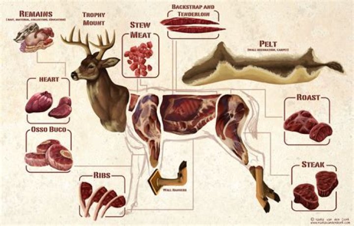 How much deer meat can you get?