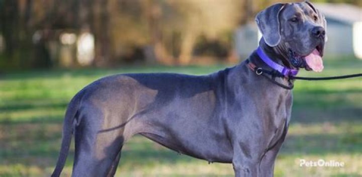 How much do blue Great Danes cost?