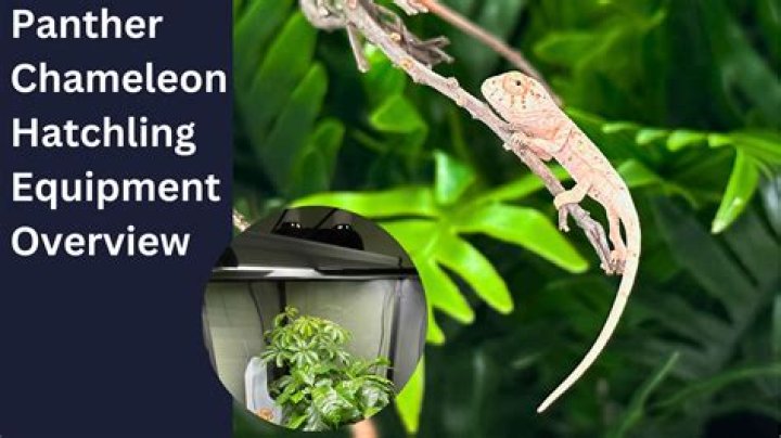 How much does a baby panther chameleon cost?