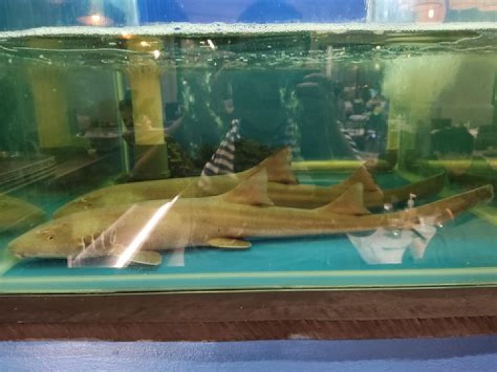 How much does a bamboo shark cost?
