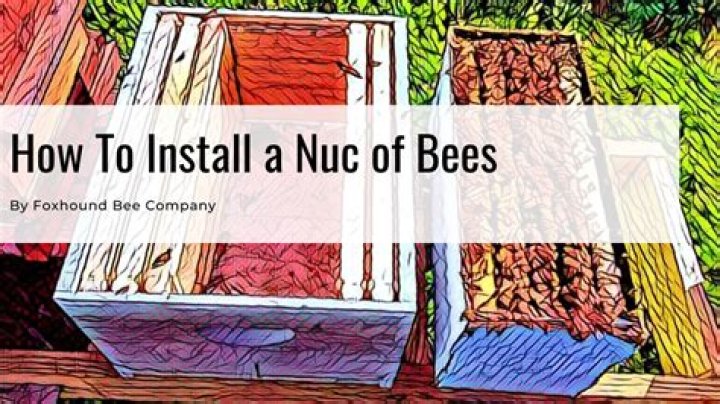 How much does a nuc of bees cost?