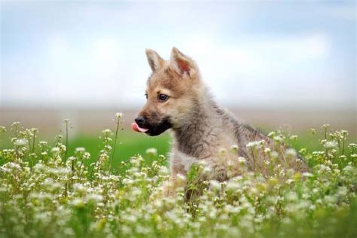 How much does a wolf dog puppy cost?