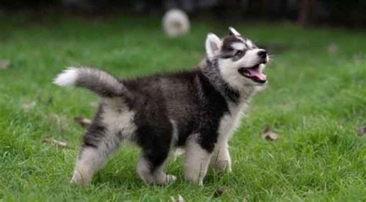 How much does an Alaskan husky puppy cost?