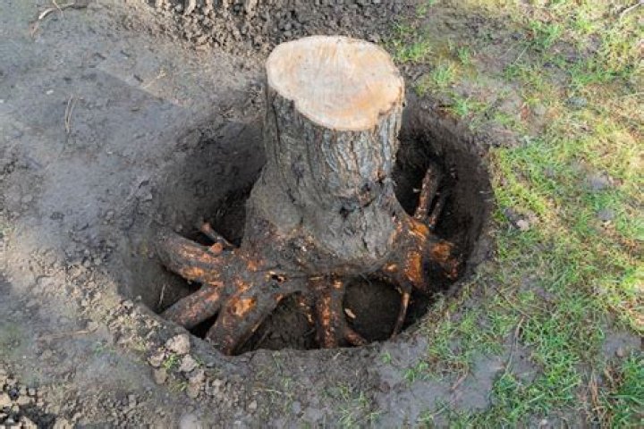 How much does it cost to have a Bush stump removal?