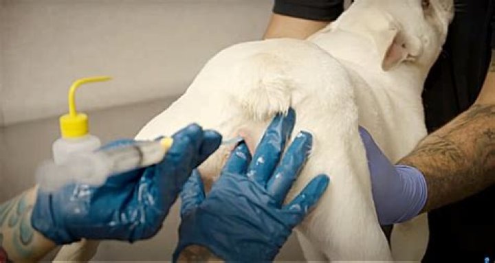 How much does it cost to have a dog artificially inseminated?