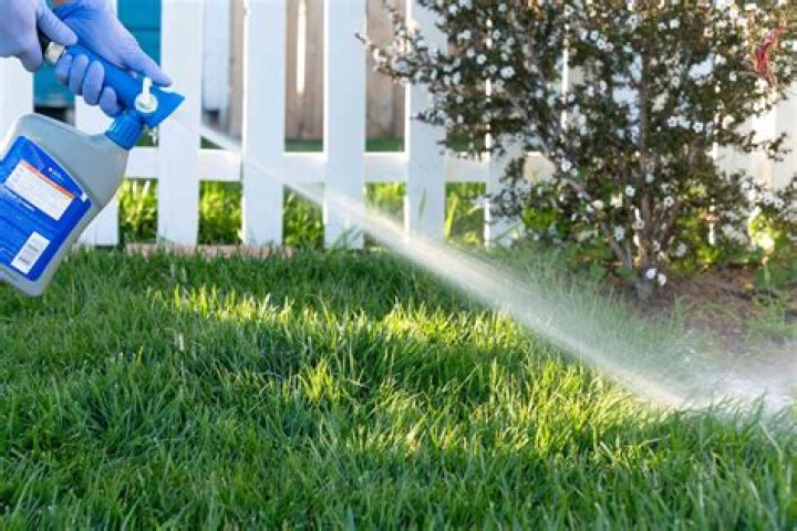 How much does it cost to have your lawn sprayed?