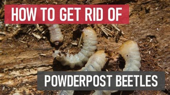 How much does it cost to treat Powderpost beetles?