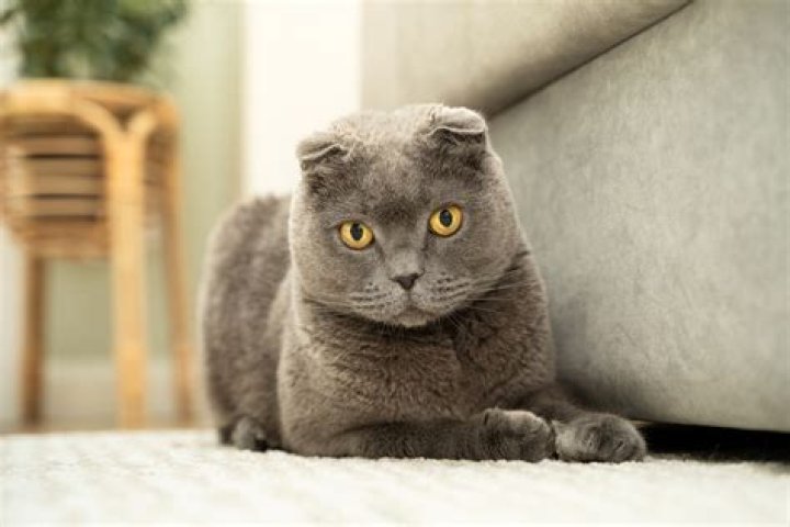 How much does Scottish Fold cat cost?