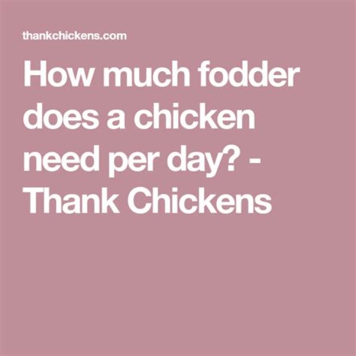 How much fodder does a chicken need per day?