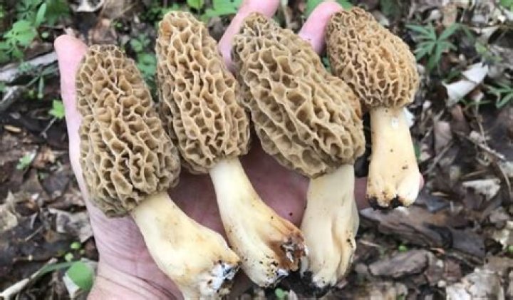 How much is a pound of morels?