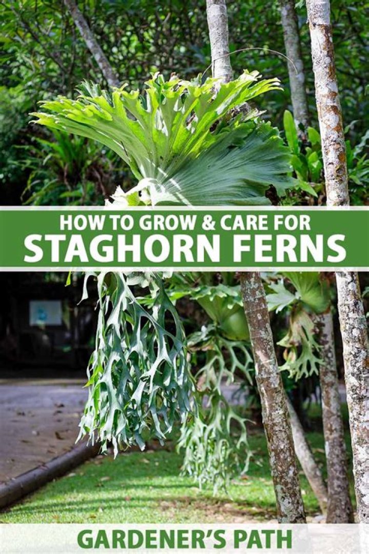 How much is a staghorn fern worth?