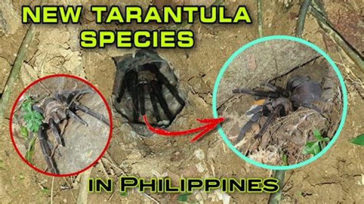 How much is tarantula in Philippines?