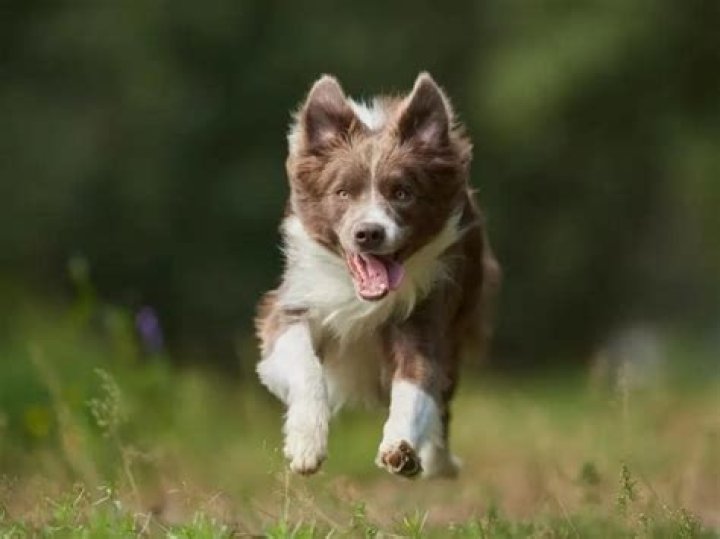 How much should a border collie eat?