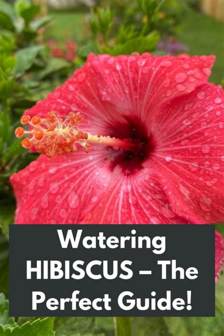 How much should you water hibiscus plants?
