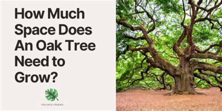 How much space do you need between trees when planting?