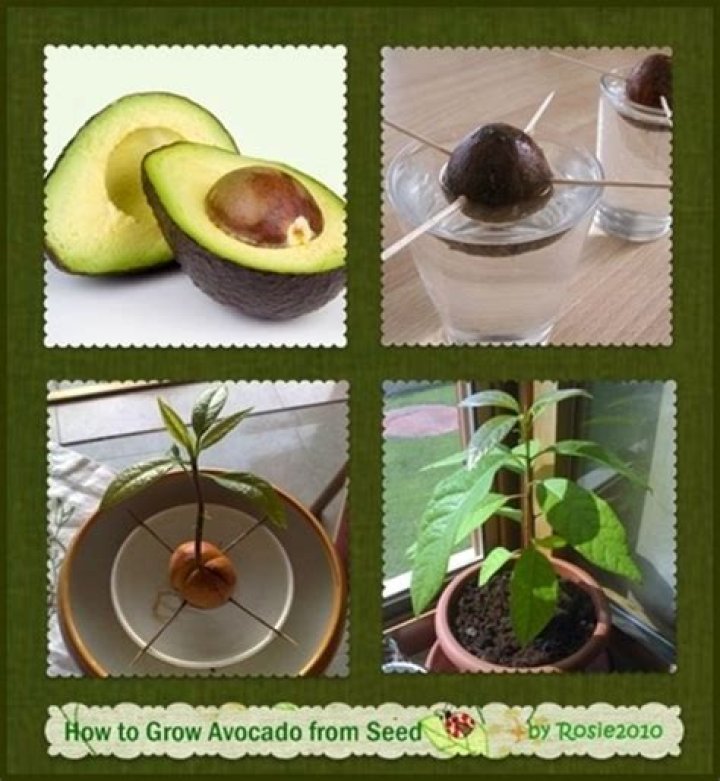 How much sun do Avocado plants need?