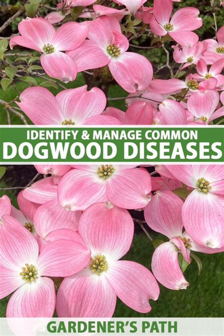 How much water do dogwood trees need?