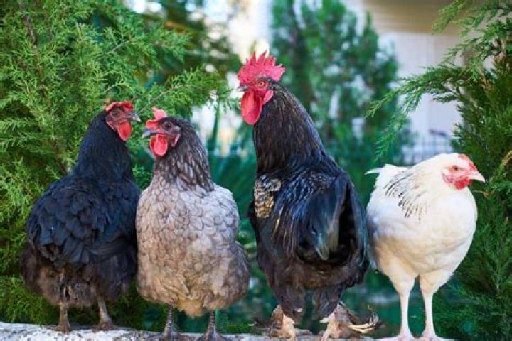 How noisy are backyard chickens?