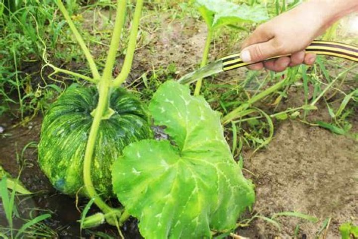 How often do I water pumpkin plants?