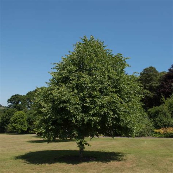 How often do linden trees bloom?