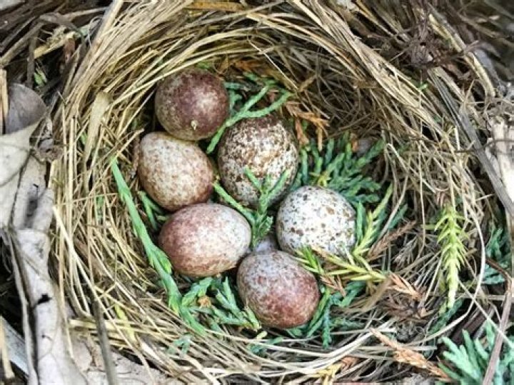 How often do sparrow birds lay eggs?