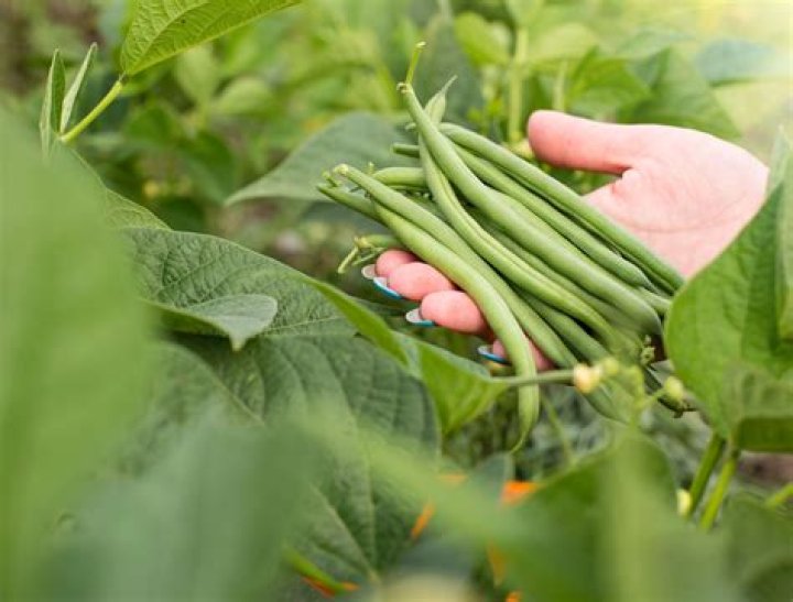 How often do you fertilize green beans?