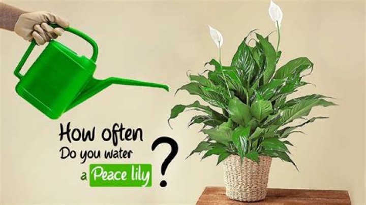 How often do you need to water cilantro?