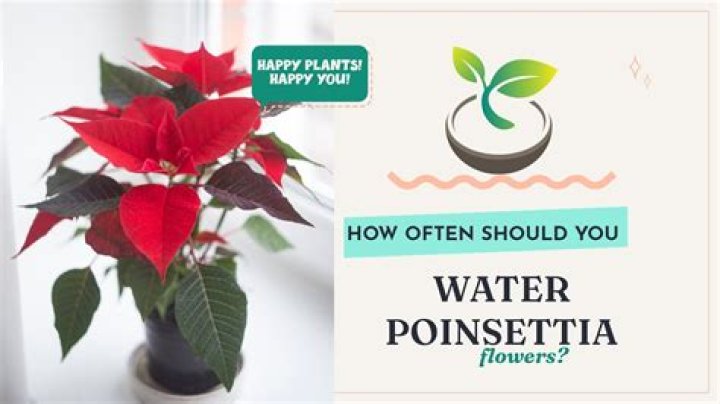How often do you water Oriental lilies?