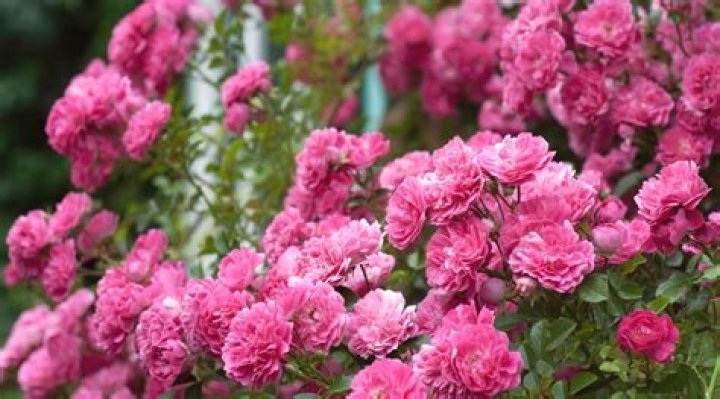 How often does Peggy Martin rose bloom?