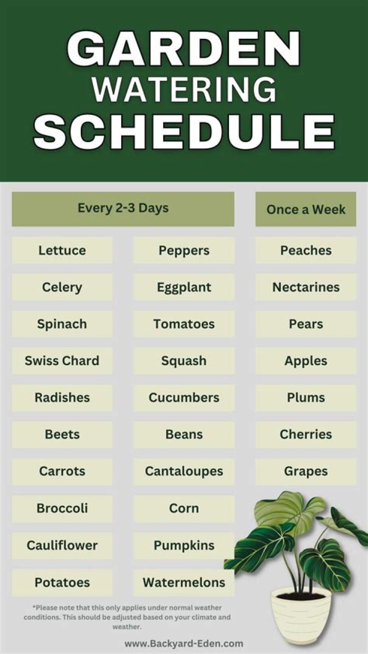 How often should I water Periwinkle?