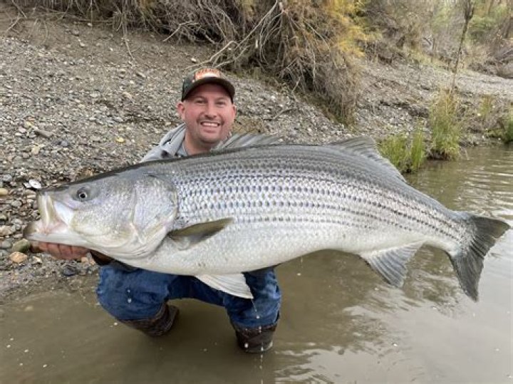How old is a 50 pound striped bass?