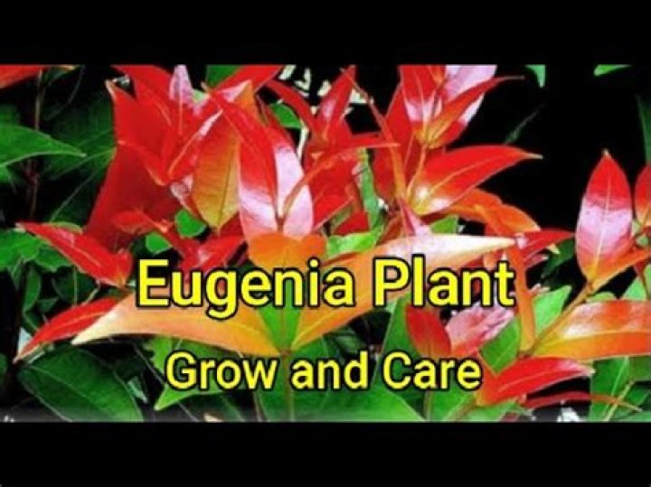 How tall does Eugenia grow?