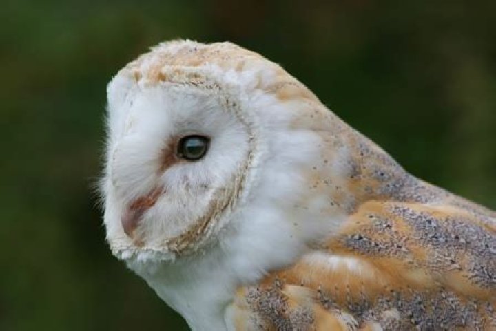Is a barn owl a tertiary consumer?