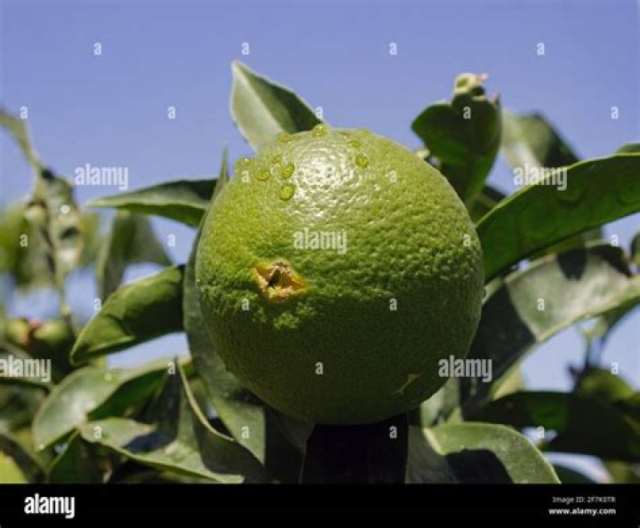 Is a lime an unripe orange?
