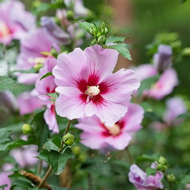 Is a Rose of Sharon the same as a hibiscus?